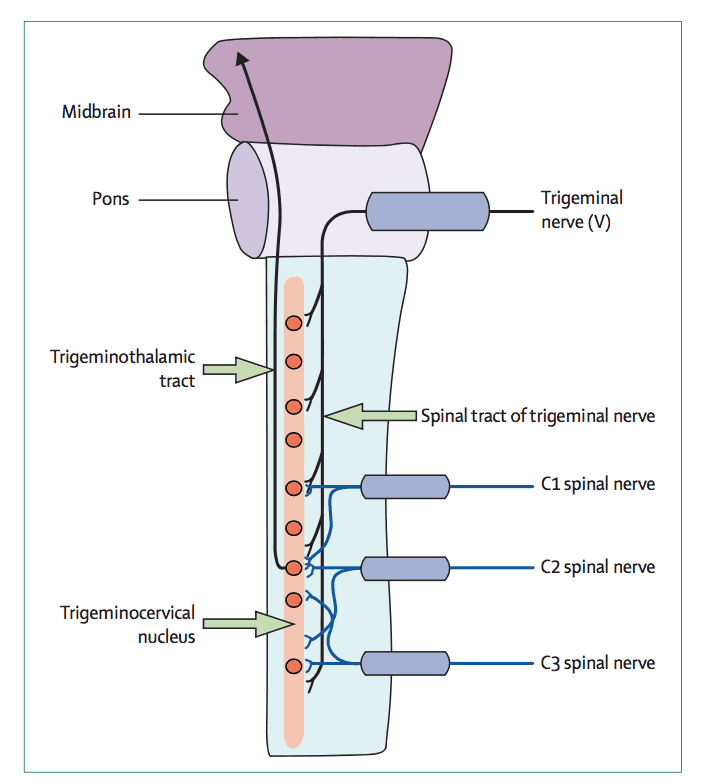 Trigeminocervical Nucleus Adelaide West Physio Pilates Headache Trigeminocervical Nucleus Adelaide West Physio Pilates Headache