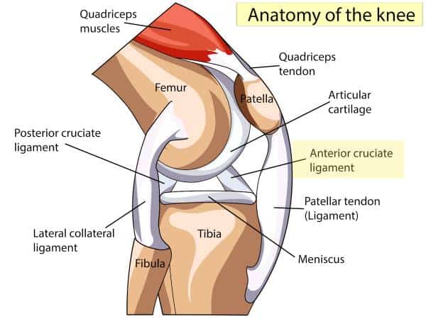 lateral view of knee anatomy including acl anterior cruciate injuries