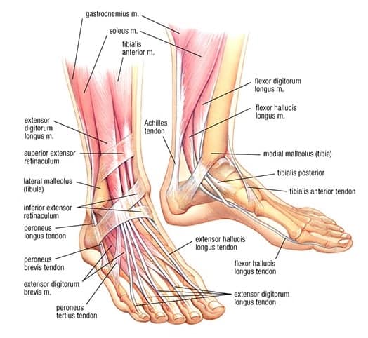 Ankle muscle and tendon anatomy - Adelaide West Physio + Pilates | Headache Clinic