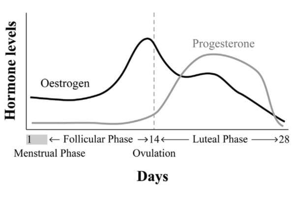 the normal hormonal fluctuation in the menstrual cycle triggers hormonal migraine