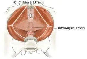 3bf45eb6ed7e45e5e8e6ada0a3ae1001 pelvic floor