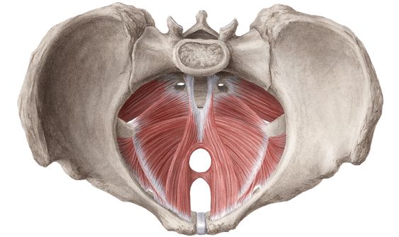 pelvic floor muscles are an essential part of the pelvic floor