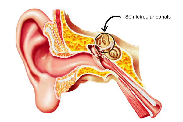 semicircular canals are important in vestibular physiotherapy for dizziness