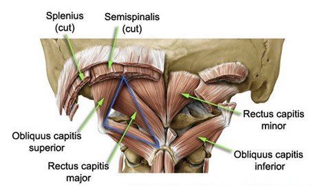 the suboccipital muscle anatomy