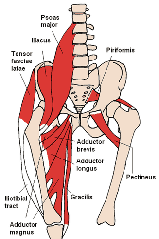 Hip and groin anatomy