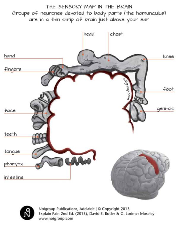 the sensory homunculus shows the way the map in your brain is arranged