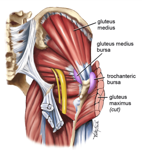the gluteus medius tendon is closely associated with bursae