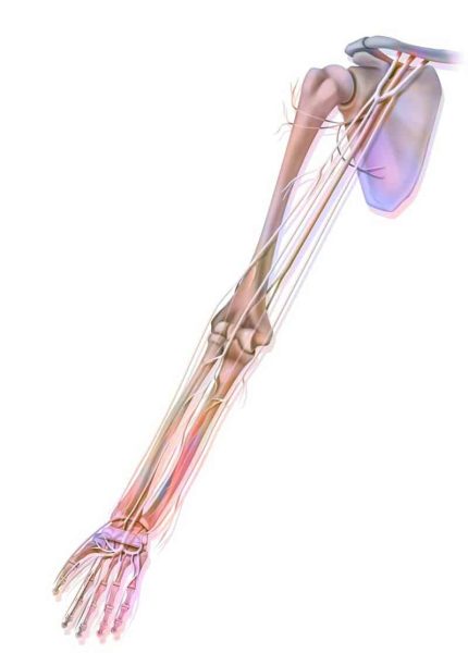 upper limb nerves have many interfaces which are tested with neurodynamics