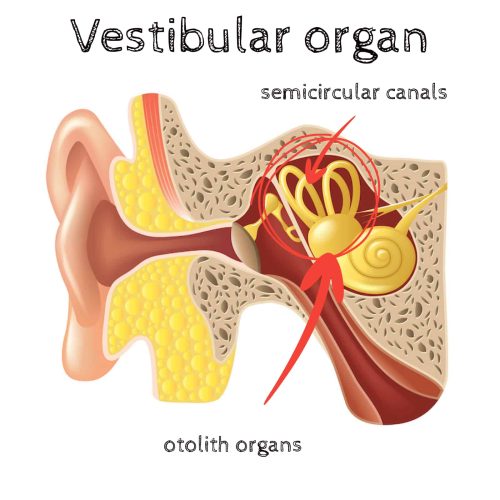 The Vestibular organ and BPPV
